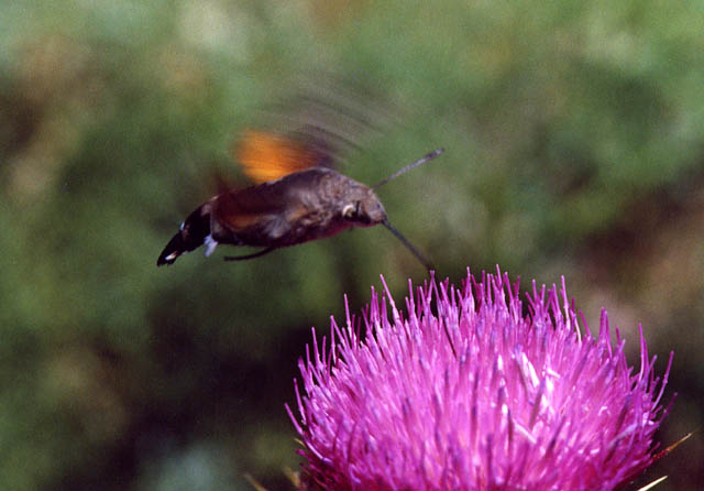 Macroglossum stellatarum